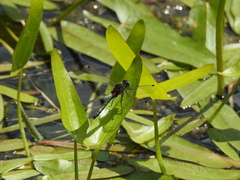 Leucorrhinia orientalis