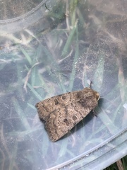 Hoplodrina octogenaria