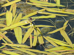 Leucorrhinia orientalis