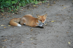 Vulpes vulpes