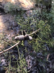 Petrophile canescens
