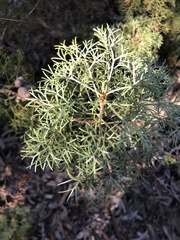 Petrophile canescens