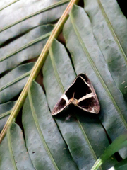 Fodina contigua