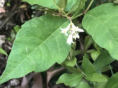 Apocynoideae