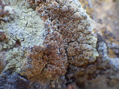 Lecanora sierrae