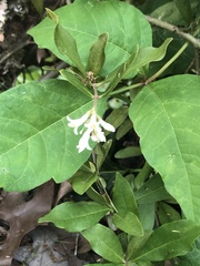 Apocynoideae