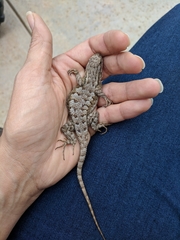 Sceloporus occidentalis