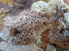 Lecanora sierrae