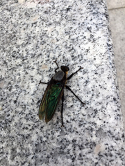 Microstylum oberthurii