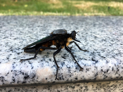 Microstylum oberthurii