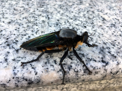 Microstylum oberthurii