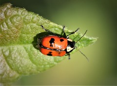 Cryptocephalus octopunctatus