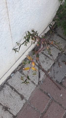 Euphorbia hypericifolia