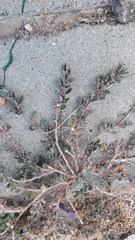 Euphorbia prostrata
