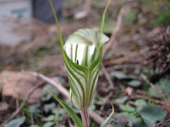 Pterostylis robusta