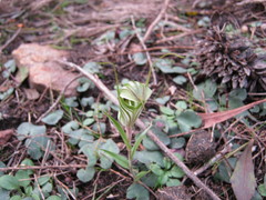 Pterostylis robusta