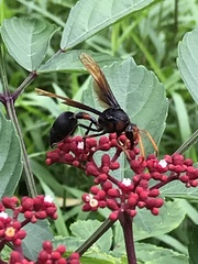 Delta pyriforme circinale