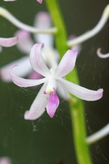 Dipodium squamatum