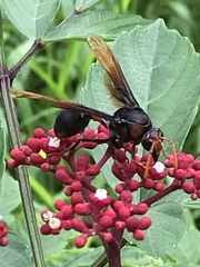 Delta pyriforme circinale