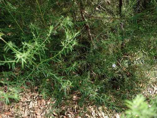 Image of Westringia longifolia by (c) Thomas Mesaglio, some rights reserved (CC BY)