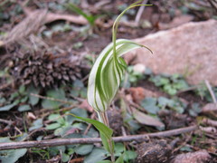 Pterostylis robusta