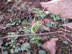 Pterostylis robusta