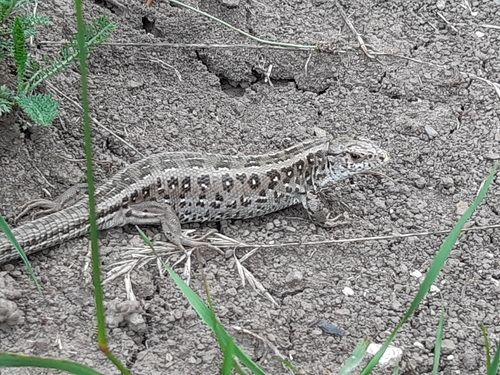 jašterica krátkohlavá (Lacerta agilis)