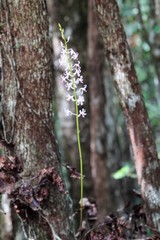 Dipodium squamatum