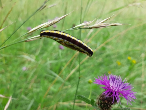 mora mrkvová (Cucullia lucifuga)