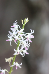Dipodium squamatum