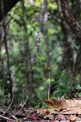 Dipodium squamatum