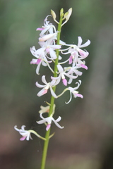 Dipodium squamatum
