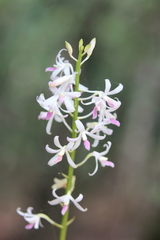 Dipodium squamatum