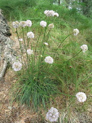 Armeria maritima sibirica
