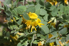 Acmispon decumbens