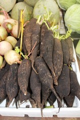 Raphanus sativus sativus