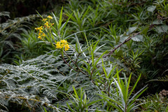 Senecio linearifolius linearifolius