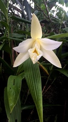 Sobralia macrantha