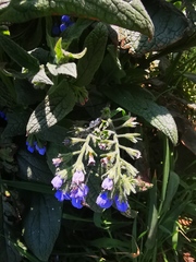 Symphytum caucasicum