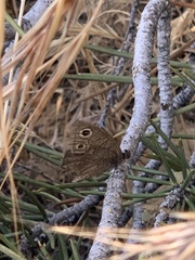 Cercyonis sthenele behrii