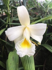 Sobralia macrantha