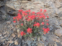 Castilleja martini martini