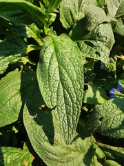 Symphytum caucasicum