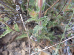 Castilleja martini martini