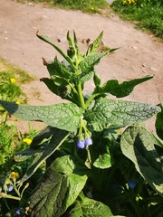 Symphytum caucasicum