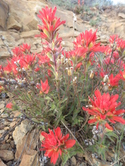 Castilleja martini martini