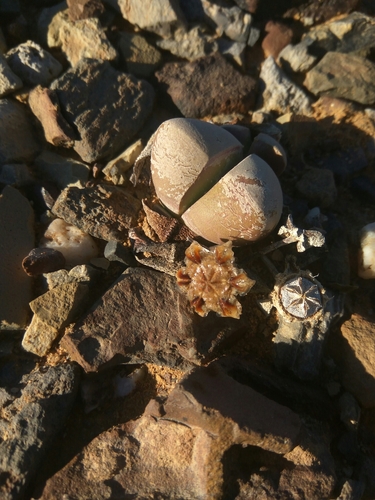 Didymaotus lapidiformis