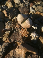 Didymaotus lapidiformis