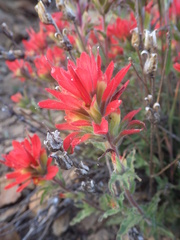 Castilleja martini martini