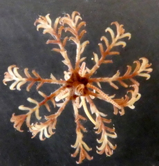 Aporometra wilsoni image